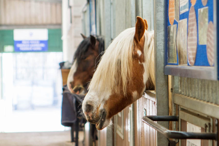 penny farm Stableyard