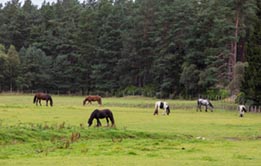 World Horse Welfare groom leading skewbald pony along a track next to a stone wall