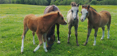 Foals in the field