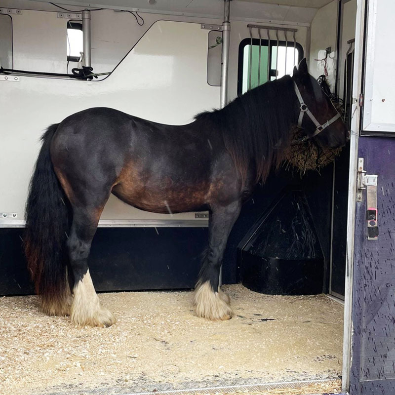 Lottie in the stable