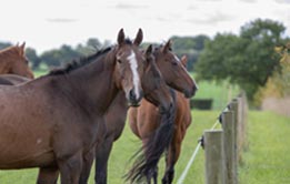 Three ponies with winter coats in a field of long grass