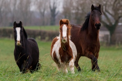 woman looking at a horse