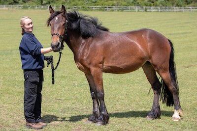 woman looking at a horse