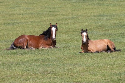 woman looking at a horse