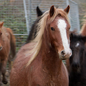 image of child petting a horse