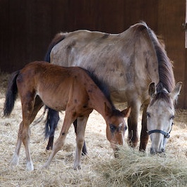 image of children petting a horse