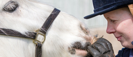 woman petting a horse